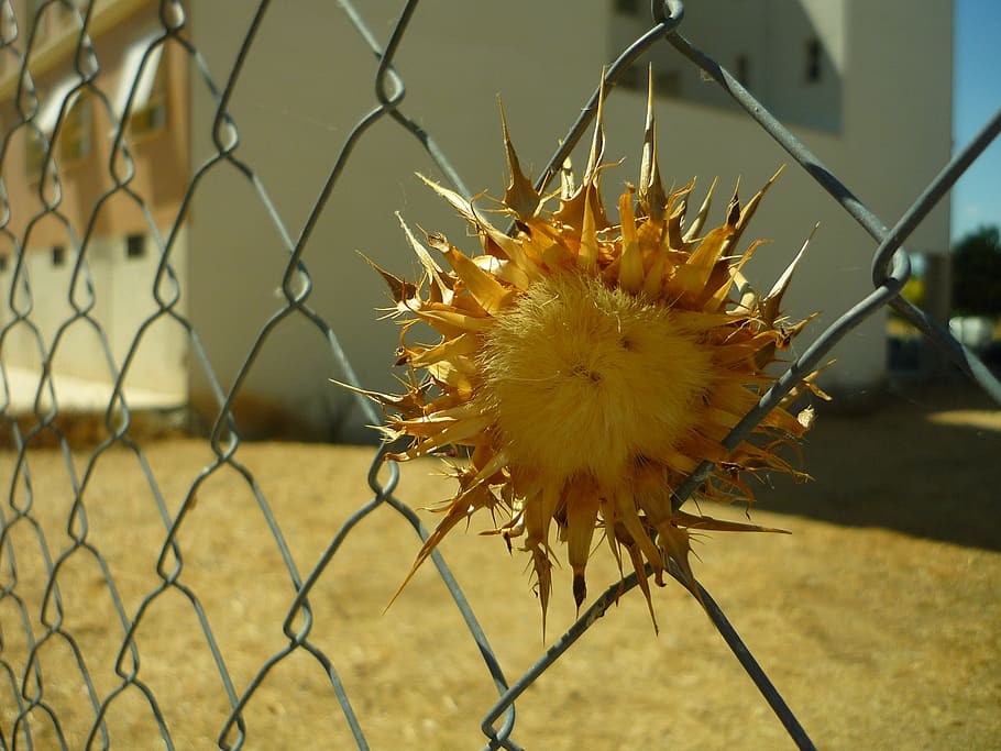 thistle, wired, dam, solar, locked up, skewers, thorns, wires, steel, arid