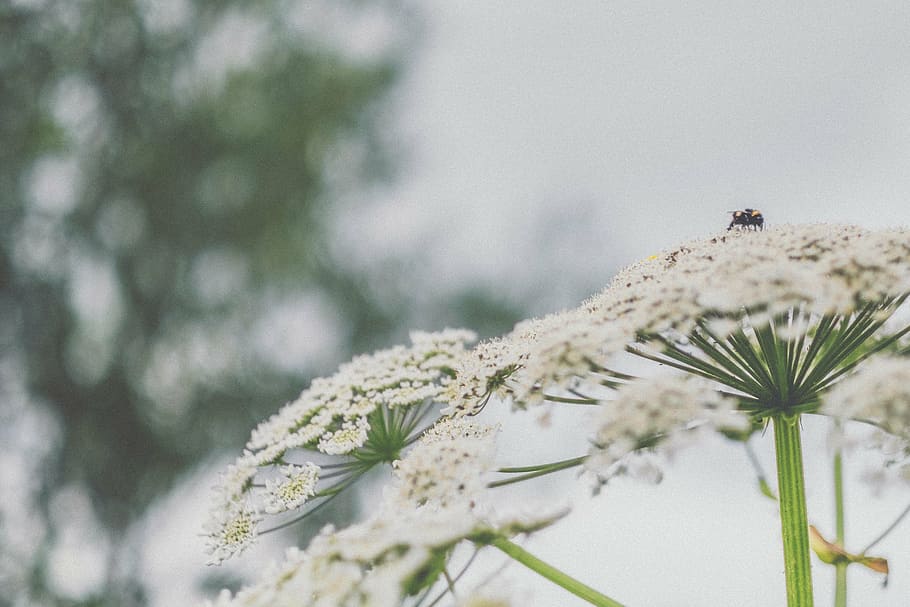 selectivo, fotografía de enfoque, blanco, flores de pétalos, flores, pétalos, naturaleza, desenfoque, bokeh, invierno