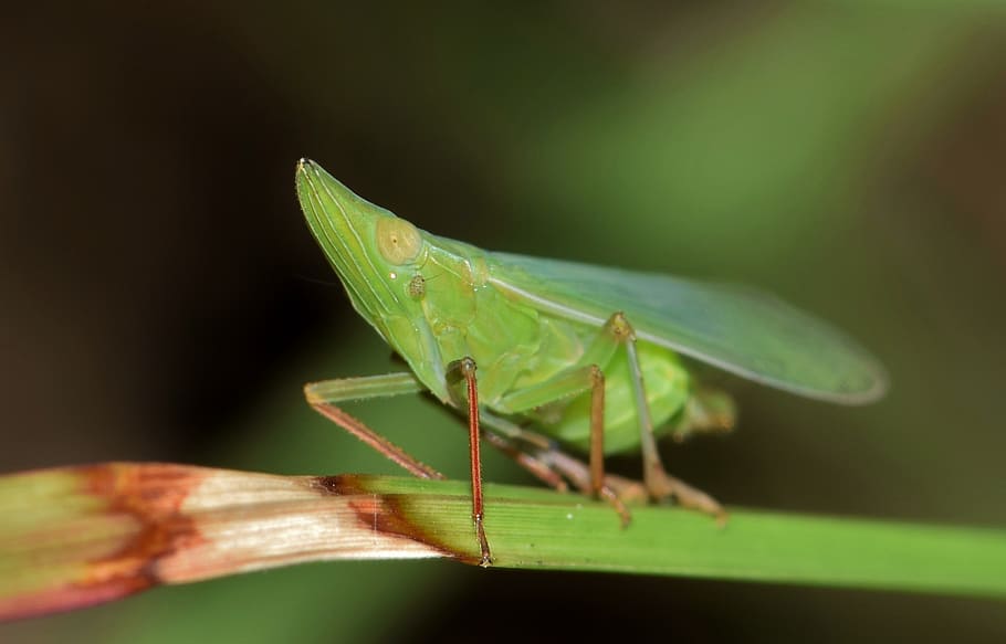 leafhopper, planthopper, insect, green insect, small insect, tiny, insectoid, grass, green, winged insect