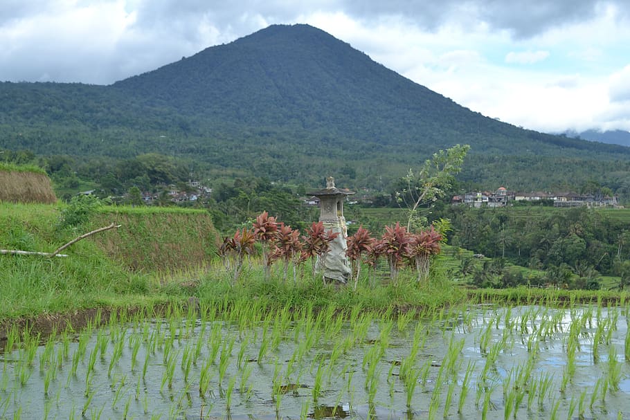 bali, temple, landscape, indonesia, rijstterras, rice fields, jatiluwih, mountain, plant, scenics - nature - Pxfuel
