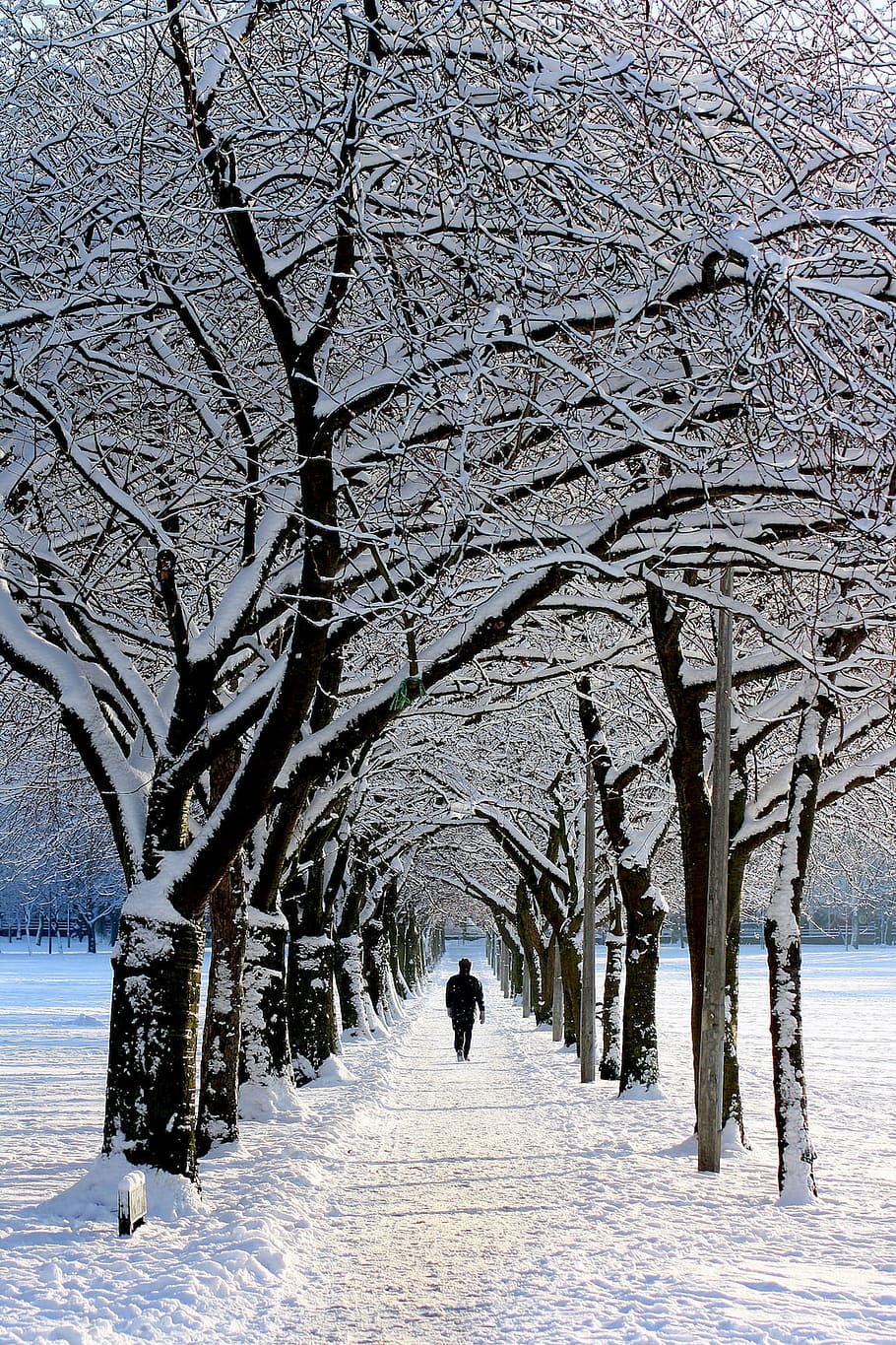 person, walking, snow-covered, trees, nature, snow, winter, people, man, guy