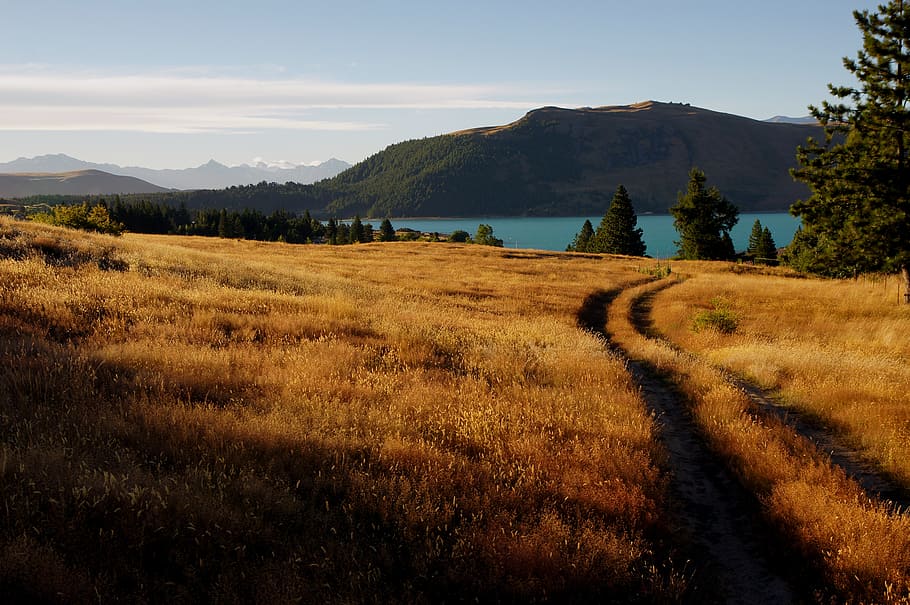Lago Tekapo, paisaje, Nueva Zelanda, neumático, pistas, hierba, campo, día, cielo, planta