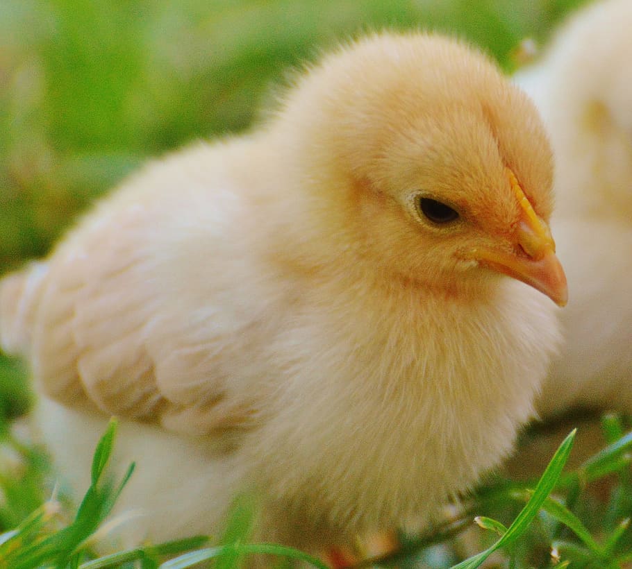 closeup, yellow, chicken chick, chicks, chicken, small, poultry, young animal, fluff, young