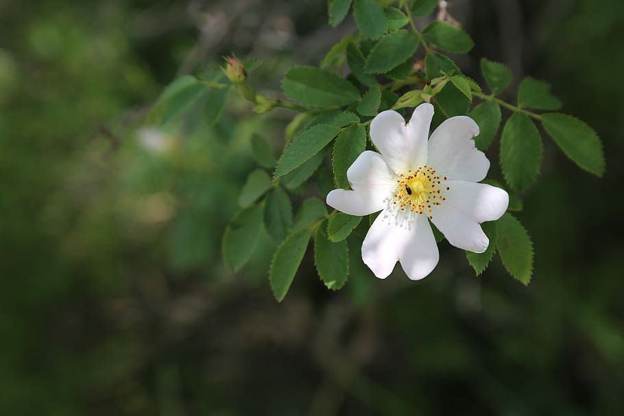 branco, flor de anêmona, florescendo, dia, rosa mosqueta, flor, natureza, folhas, turquia, plantas anatólias
