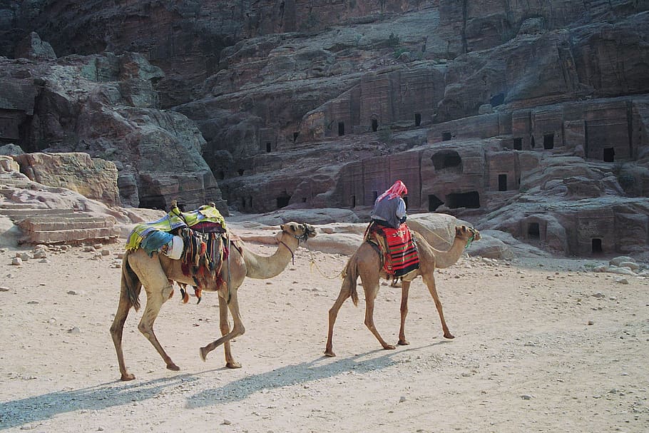 two, walking, brown, camel, rock formation, daytime, bedouin, dromedaries, petra, the red