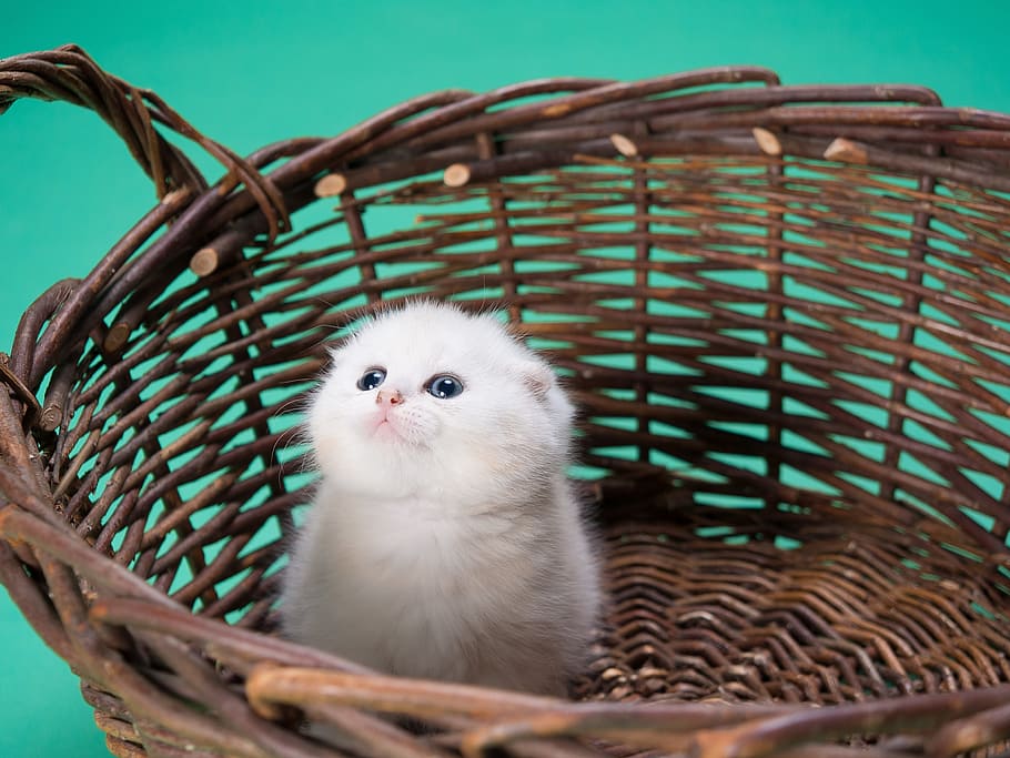 white, persian kitten, brown, wicker basket, kitten, round, woven, basket, cat, puppy