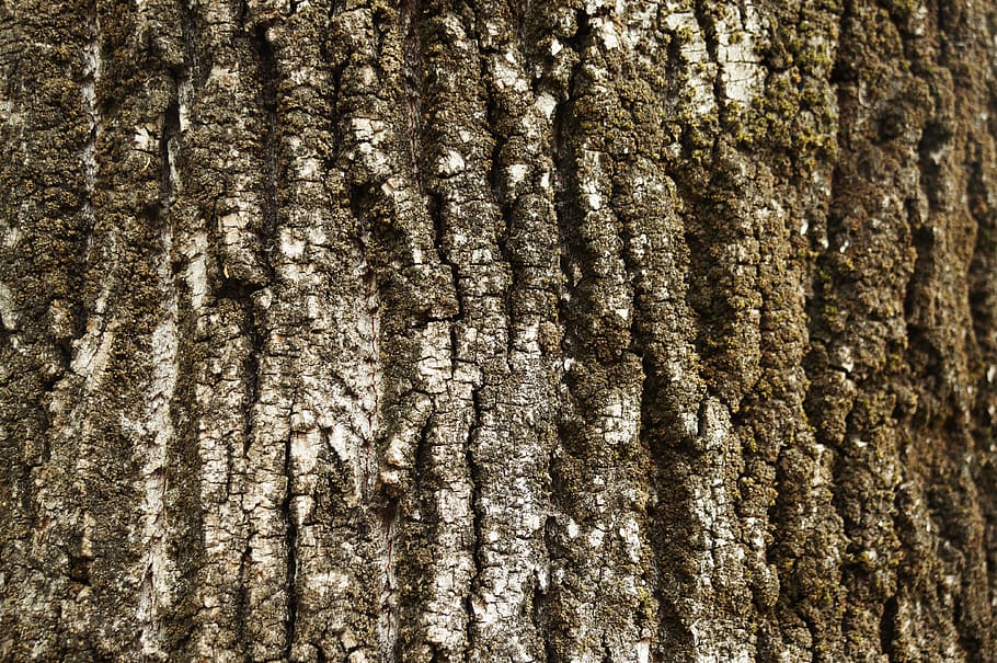 texture, bark, tree, trunk, wood, tree trunk, textured, full frame, backgrounds, plant