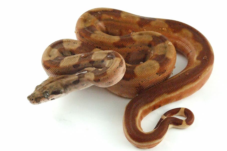 brown python, reptile, snake, hypo, boa, constrictor, exotic, boid, scales, striped tail
