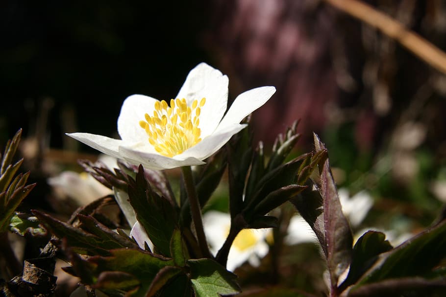wood anemone, spring, flower, spring flower, winter, our winter, white, sip, nature, plant