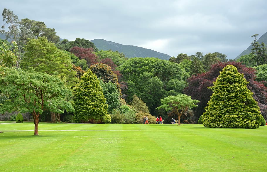 green, trees, daytime, park, parklandschaft, english garden, lanschaftsgarten, ireland, killarney, national park