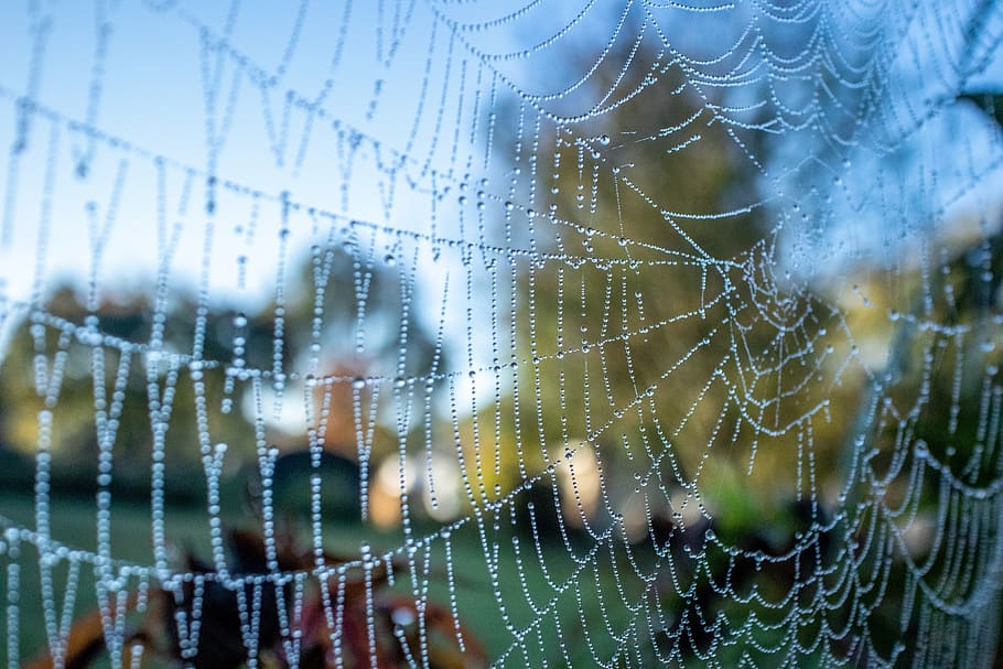 web, spider web, dew drops, spiderweb, macro, wet, morning, nature, fragility, close-up