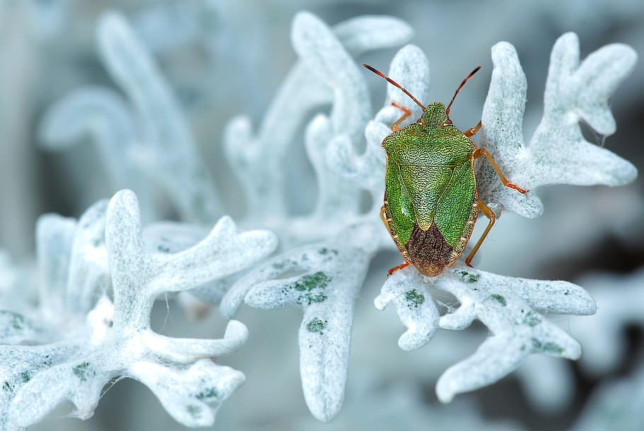 cerca, fotografía, verde, chinche apestosa, hoja, cubierto, nieve, apestoso verde, insecto, naturaleza