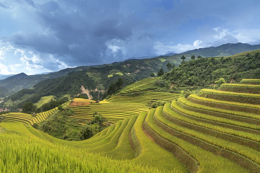 terrazas de arroz verde, vietnam, arroz, campo de arroz, ha giang, terrazas, hoang su phi, viajes, el paisaje, natural
