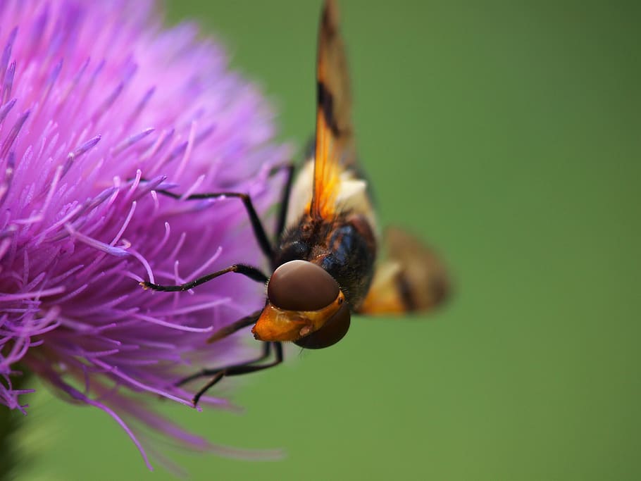 hoverfly, insect, nature, thistle flower, thistle, close up, macro, brachycera, volucella pellucens, forest campestris