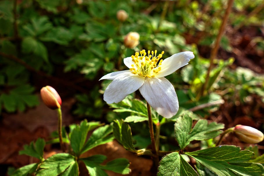 selective, focus photography, white, petaled flower, wood anemone, flower, white flower, anemone nemorosa, buttercup family, poisonous