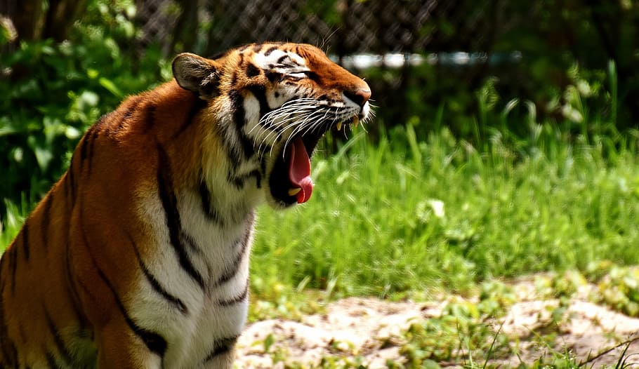 選択的 フォーカス写真 虎のあくび 虎 捕食者 毛皮 美しい 危険 猫 野生動物の写真 Pxfuel