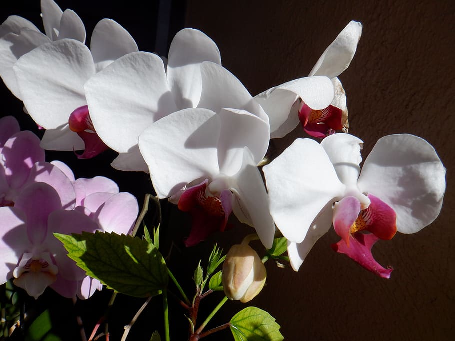 orchid, flower, maui, blossom, plant, exotic, tropical, petal, flowering plant, vulnerability