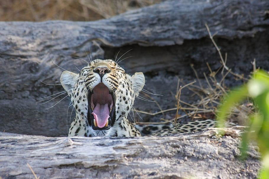 leopardo, acostado, suelo, durante el día, áfrica, safari, gato montés, botswana, gato, parque nacional