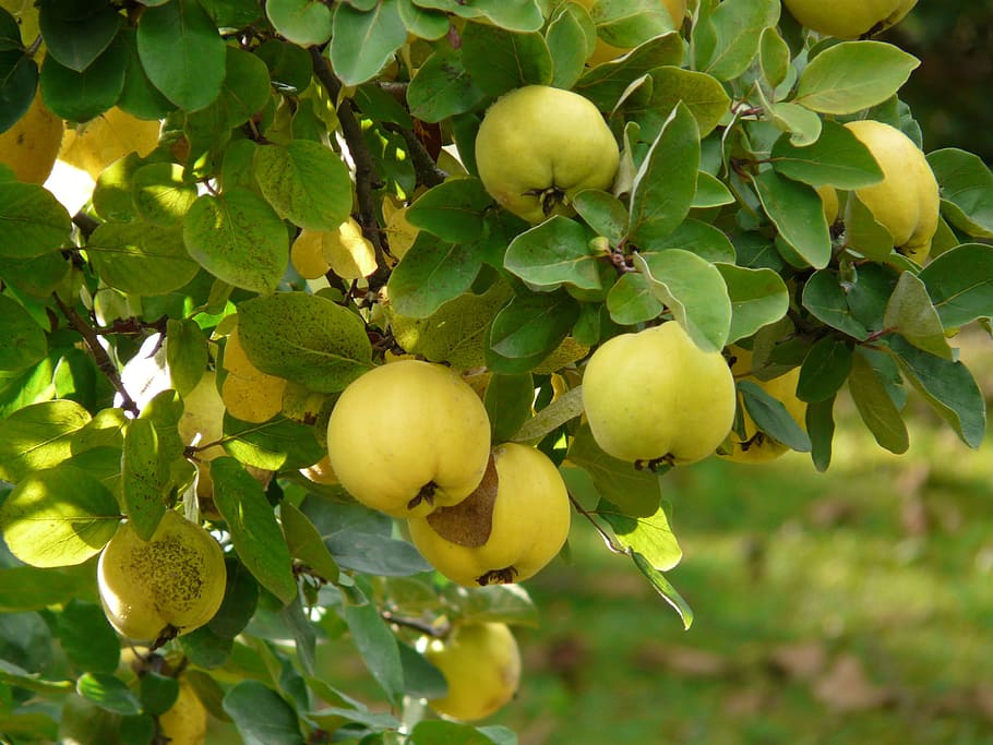 yellow fruit-bearing tree, quince, fruit, cydonia oblonga, cydonia, kernobstgewaechs, large, rose greenhouse, rosaceae, fruit tree