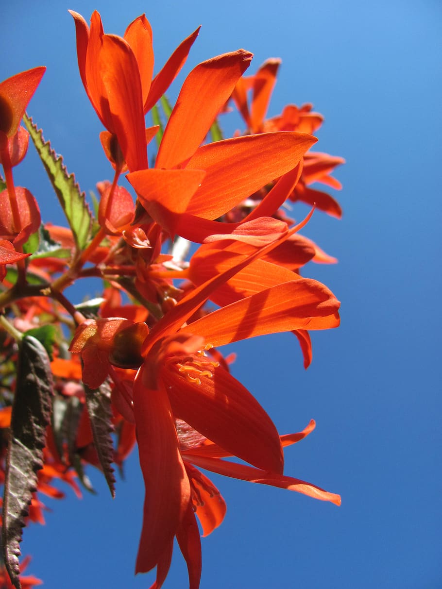 begonia, flor, bloom, planta ornamental, brillante, flores, lengua de  dragón, colorido, planta de balcón, planta colgante | Pxfuel
