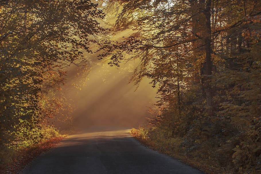 Carretera, rayos de sol, bosque, otoñal, hermoso, color, amanecer, luz del día, niebla, mañana de niebla
