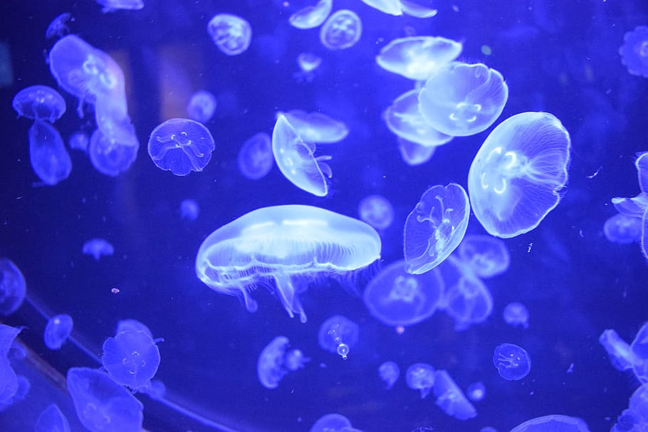medusa, jellyfish, blue, water, nature, animals in the wild, invertebrate, animal themes, animal wildlife, swimming