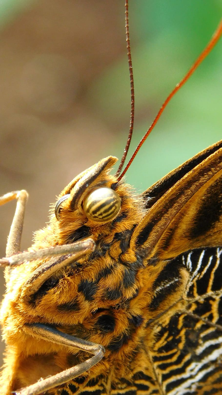 蝶 バグ 動物 目 マクロ エキゾチックな動物 自然 パターン 動物のテーマ 1匹の動物 Pxfuel