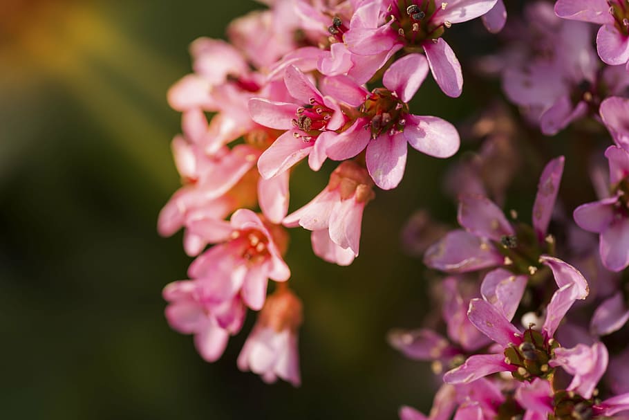 foto makro, ungu, bunga petaled, mekar, bunga, pink, daun bunga, taman, tanaman, alam