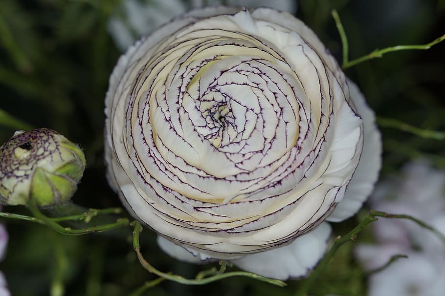 ranunculus, close, blossom, bloom, white, flower, bouquet, structure, pattern, plant