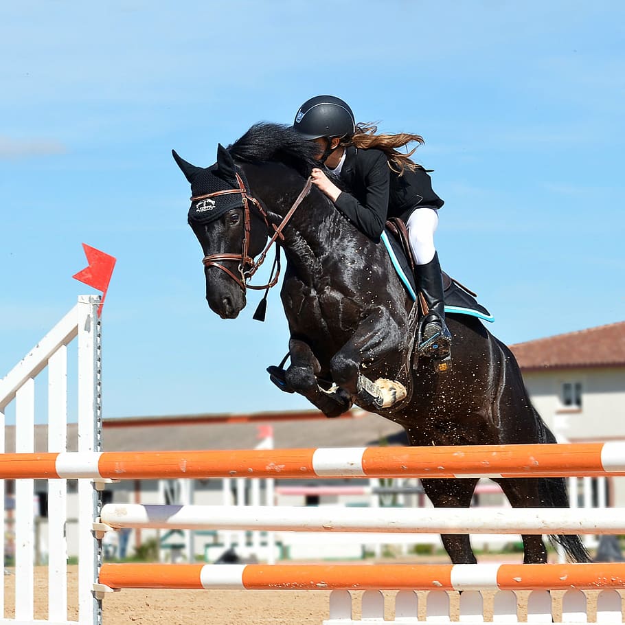 person, wearing, black, shirt, brown, horse, daytime, horseback riding, jumping obstacle, horse show
