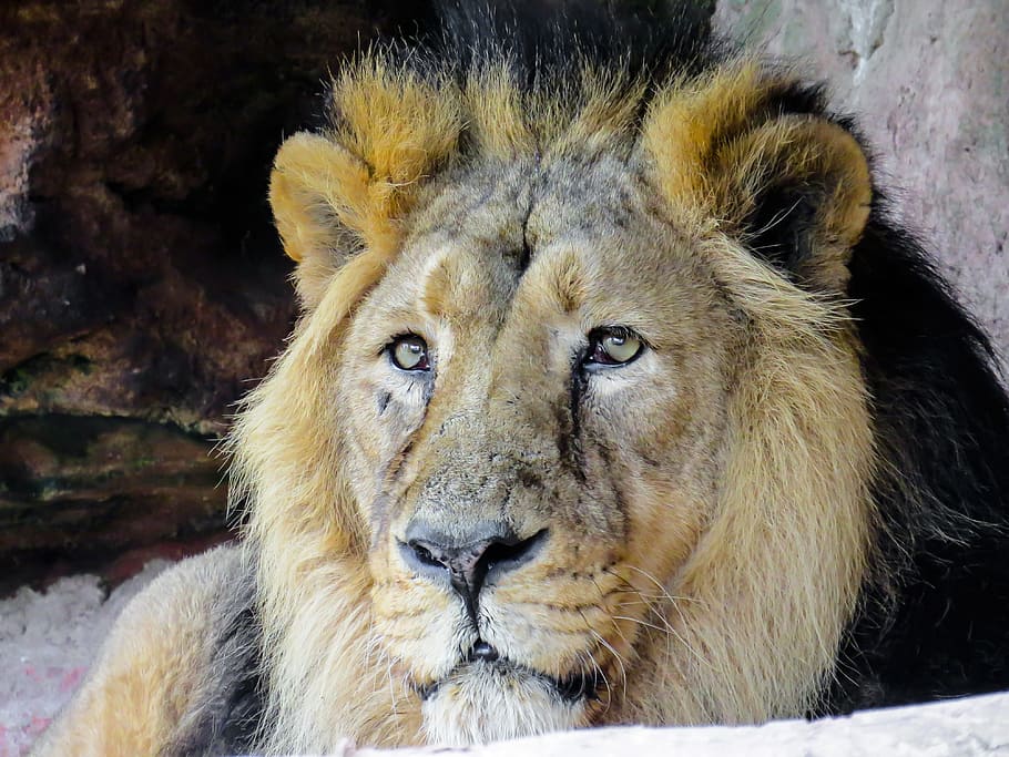 動物 捕食者 ライオン 猫 毛皮 目 たてがみ ティーアガルテン 動物園 ニュルンベルク Pxfuel