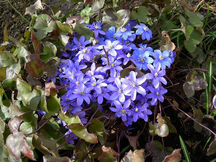 nossos personagens, Liverwort, personagens, buquê de flores, natureza, azul, maravilhosamente, flores, flor, primavera
