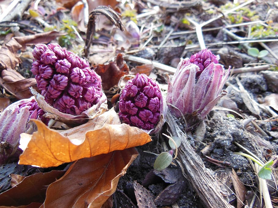 purple, plants, nature, spring, butterbur, dead leaves, sprouts, red purple, brown, tan