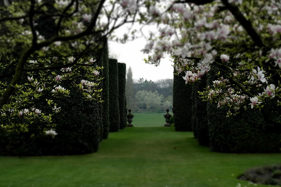 garden maze, garden, classical garden, magnolia, walled pathway, plant, tree, growth, beauty in nature, nature