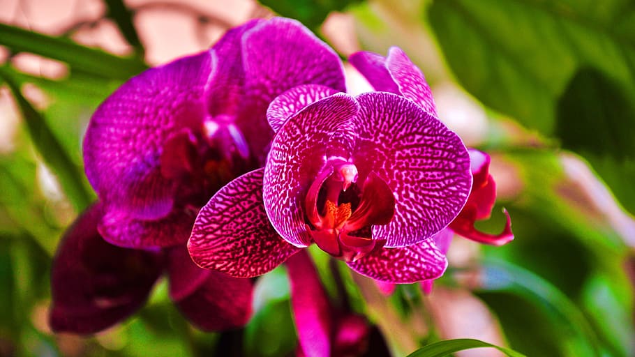 orchid, purple, close up, flower, flowering plant, plant, beauty in nature, freshness, petal, close-up
