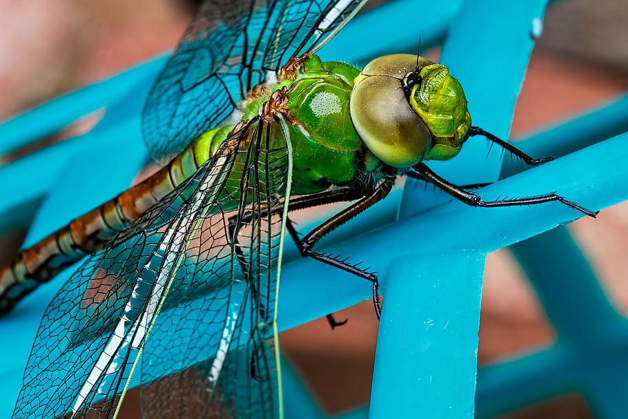 fotografía de primer plano, verde, libélula, insecto, primer plano, azul, ojos, ala, temas de animales, fauna animal