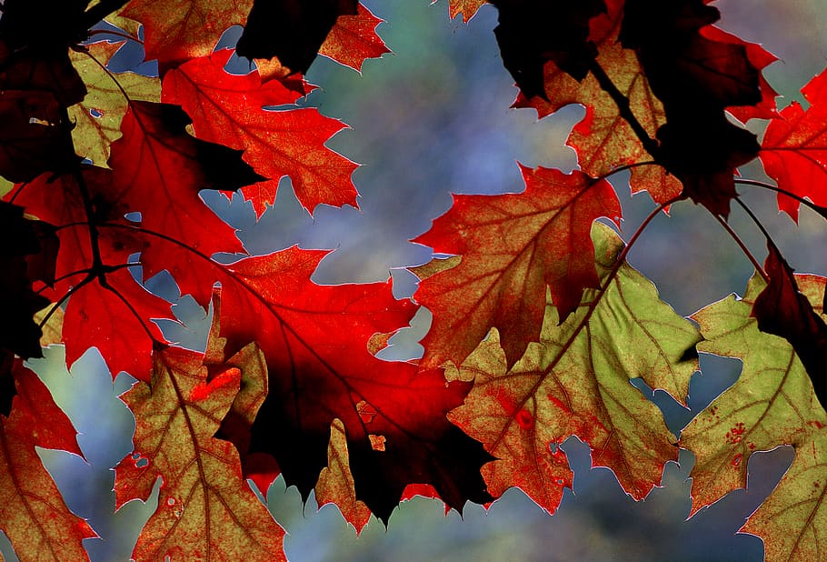 Autumn, hues, red leaf plants, change, plant part, maple leaf, leaf, maple tree, plant, beauty in nature