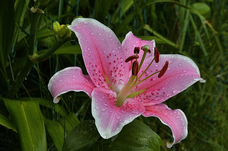 クローズアップ写真 ピンク スターゲイザーユリ ユリ スターゲイザー 花 自然 植物 植物学 ガーデニング Pxfuel