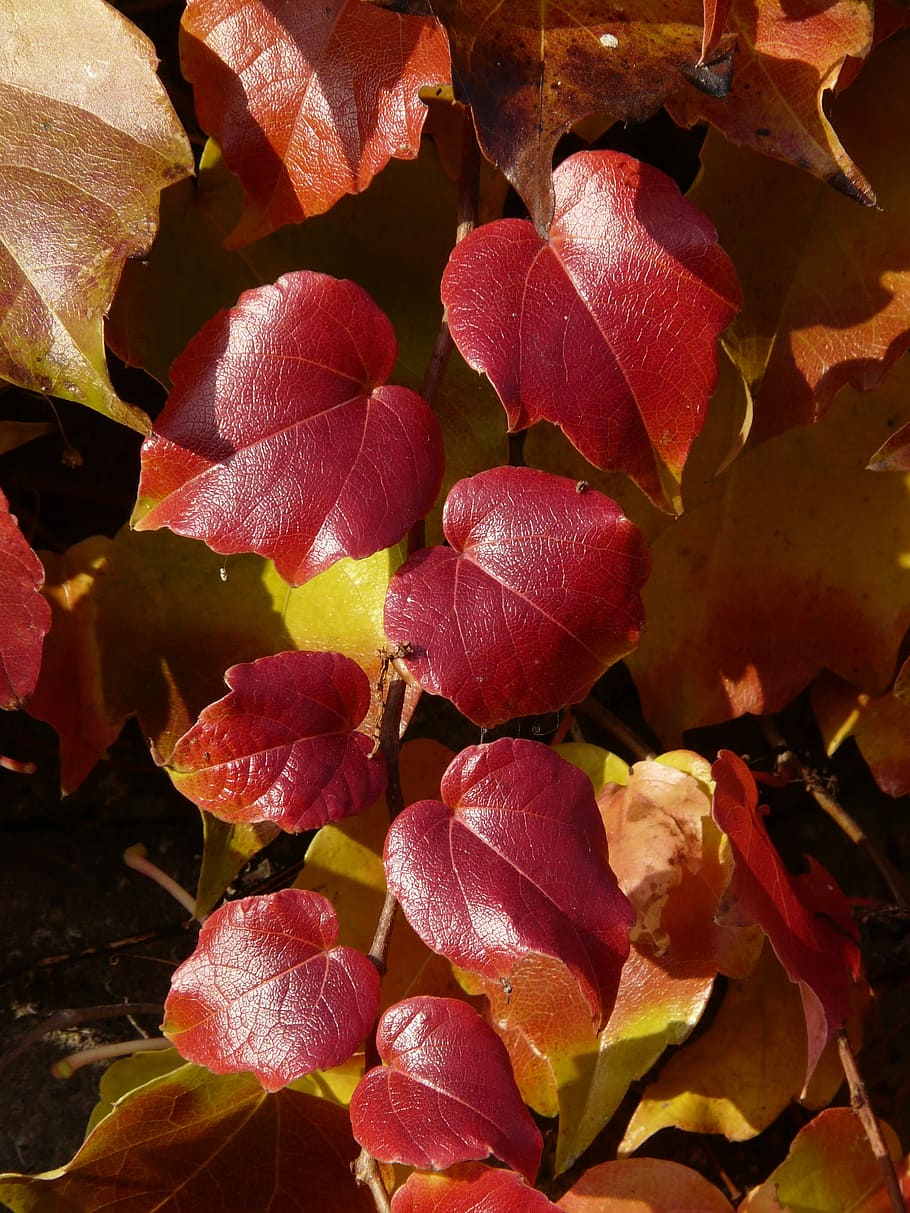 Vine, Leaves, Wine, Partner, Coloring, vine leaves, wine partner, red, autumn, fall foliage