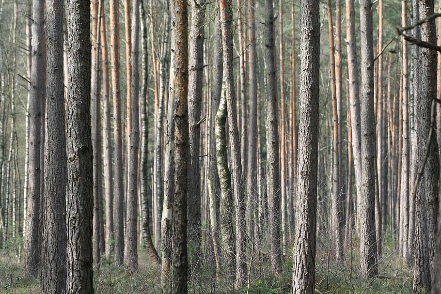 wood, nature, desktop background, bark, tree, forest, trunk, tree trunk, land, plant