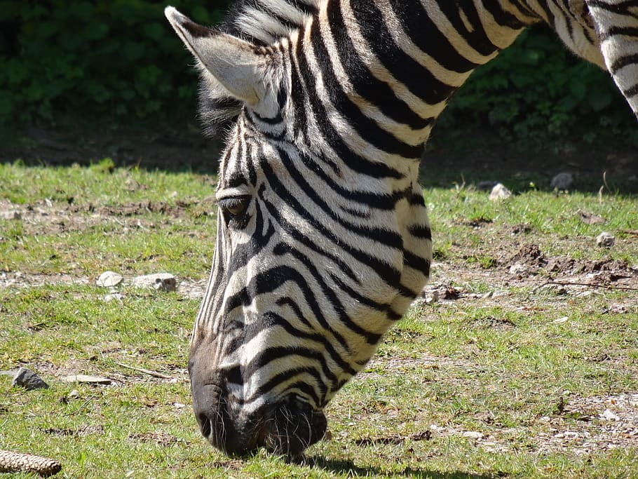 zebra, hewan, afrika, bergaris-garis, hitam dan putih, zebra crossing, kebun binatang, makan, sisi, potongan depan