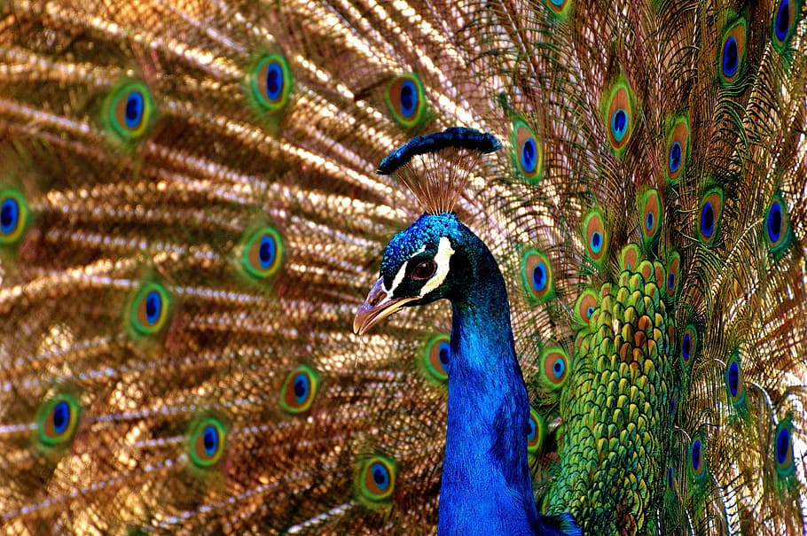 foto de primer plano, marrón, azul, verde, pavo real, pájaro, colorido, aves de corral, pluma, animal