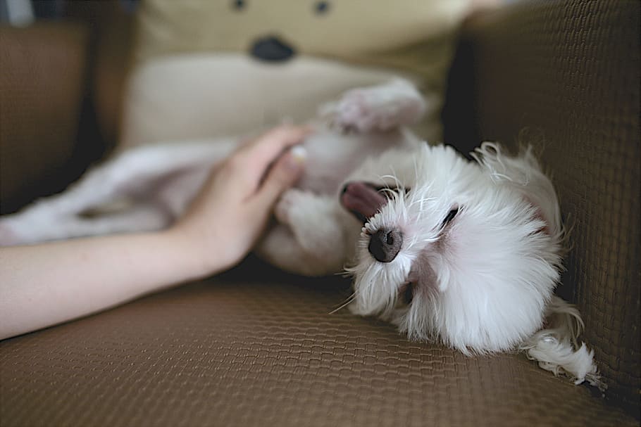 white, maltese puppy, sofa, dog, pet, animal, tongue, canine, cute, belly rub