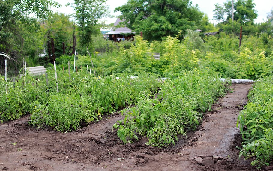 jardín verde, casa de campo, huerta, tomates, plántulas, planta, cosecha, verano, verduras, verde