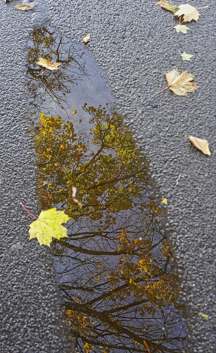 puddle, rain, wet, mirroring, autumn, leaves, november day, colorful leaves, reflect, concrete