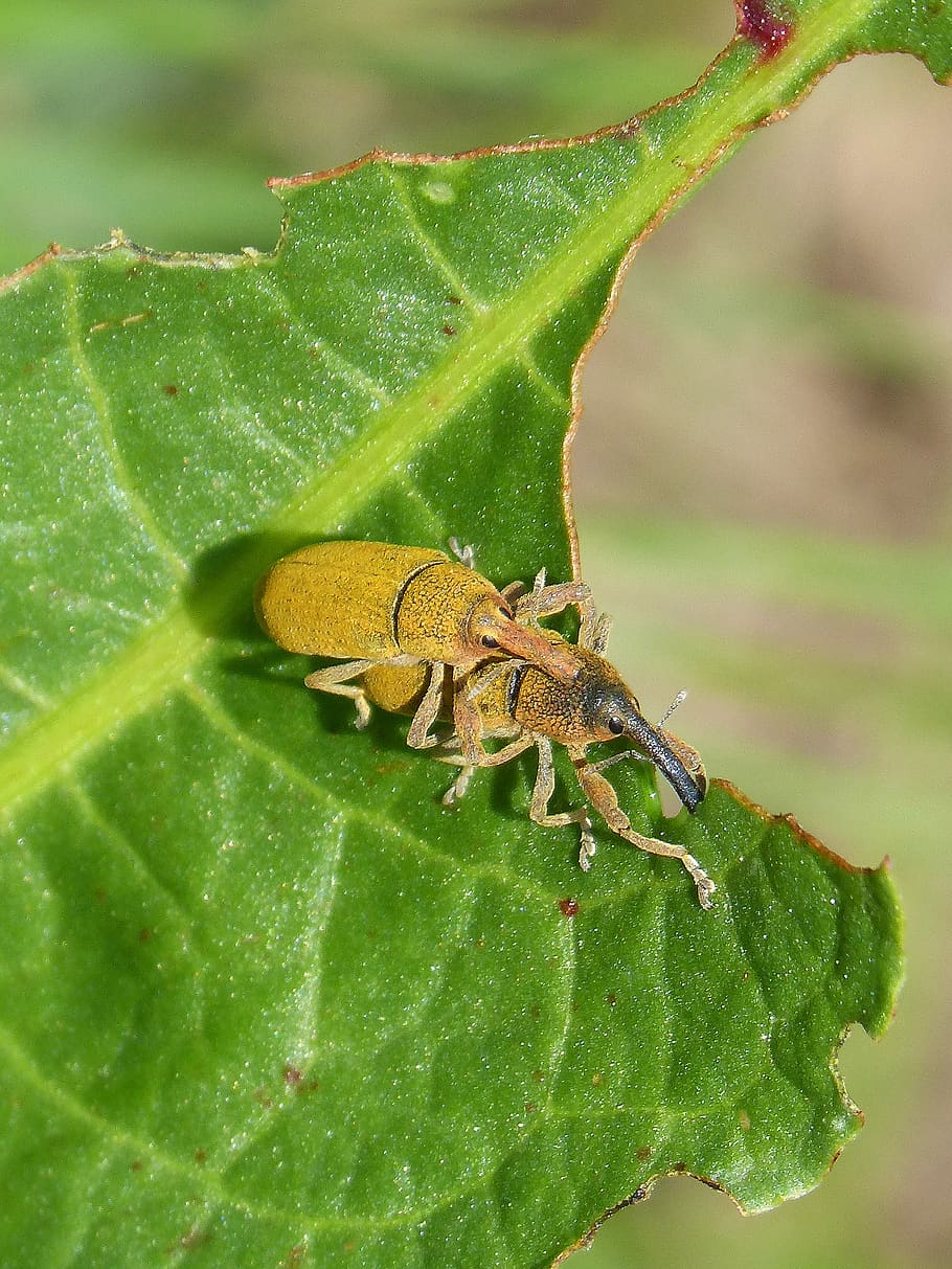 Lixus Angustatus Gorgojos De Los Mauves Insectos Copulando Cria De Insectos Naturaleza Insecto Hoja Planta Un Animal Temas De Animales Pxfuel