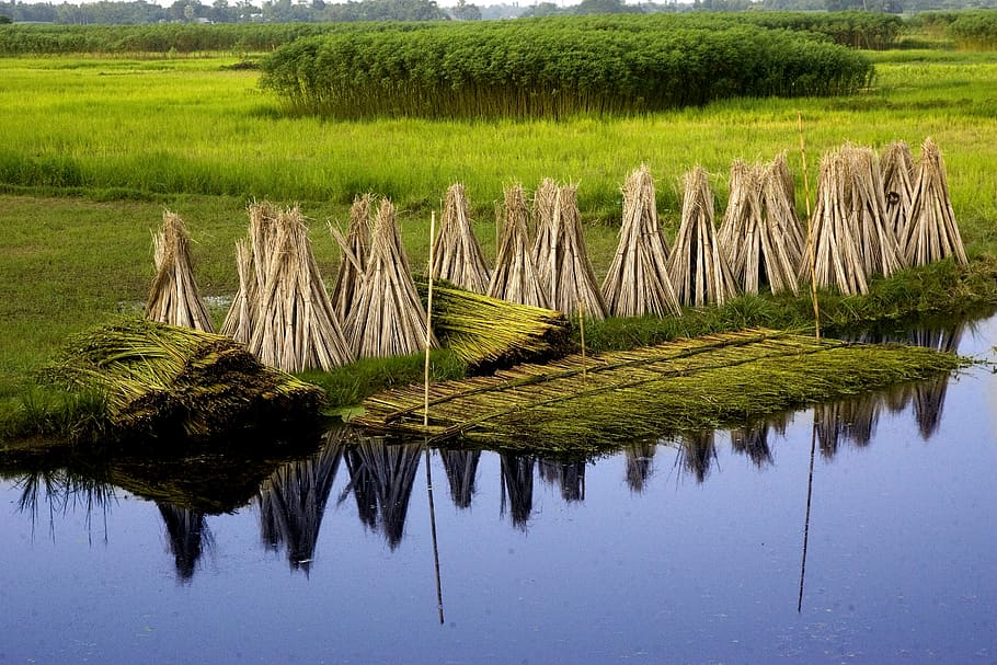 bangladesh, jute, village, plant, water, reflection, tranquility, beauty in nature, growth, tranquil scene