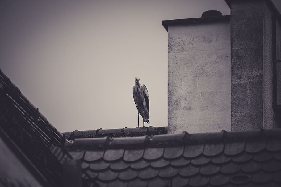 stork, roof, rattle stork, storks, brick, storchennest, white stork, white storks, chimney sweep, luck