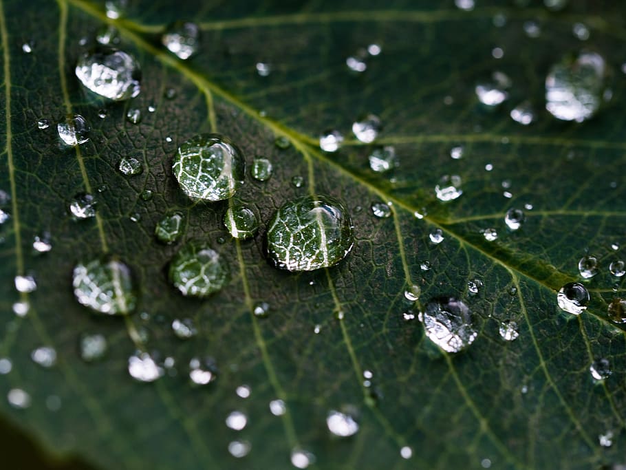 daun, hijau, hujan, tetesan, air, alam, basah, lembab, penurunan, warna hijau