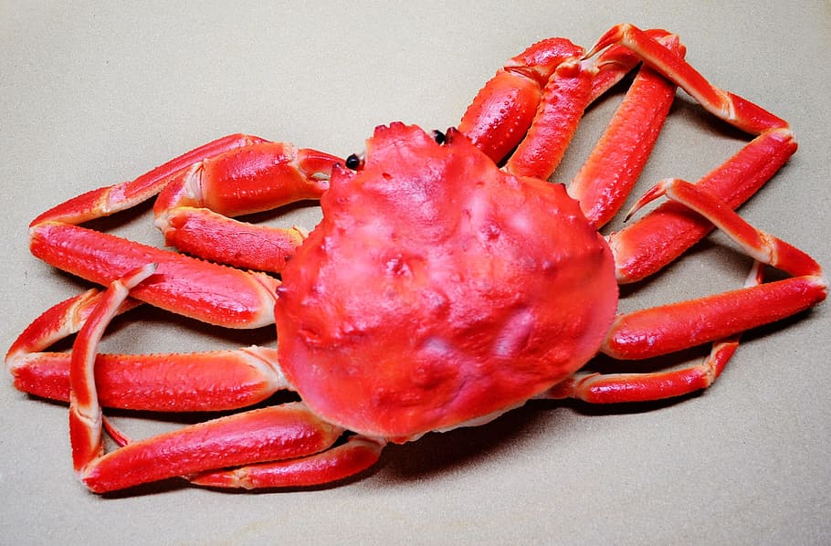 red crabs, Snow Crab, Food, Seafood, Cooked, crab, claw, steamed, boiled, crustacean
